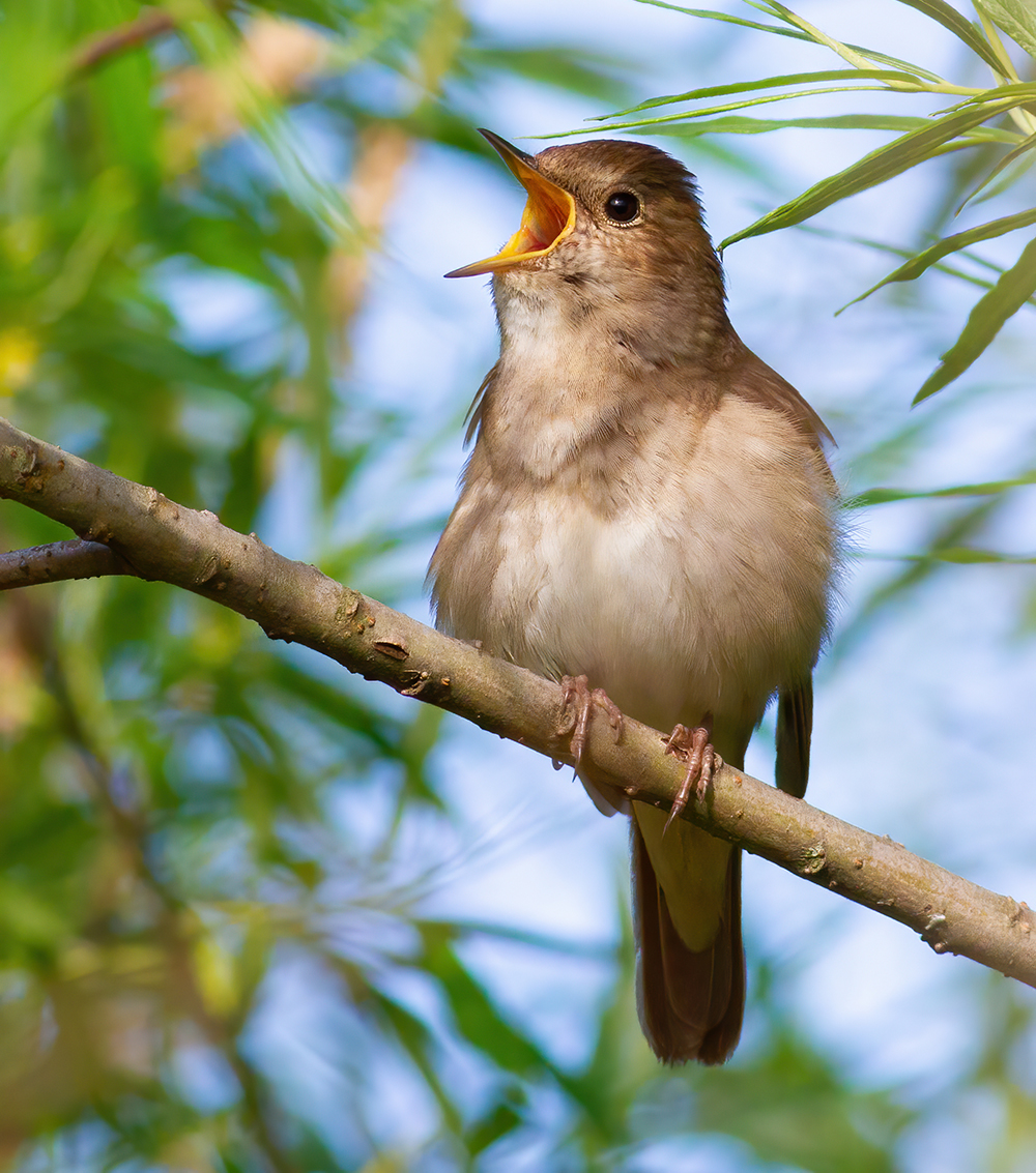 Nightingale dream meaning