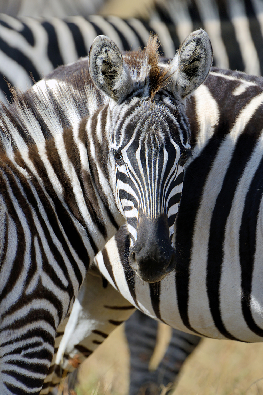 Zebra Dream Meaning